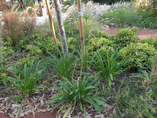 Agapanthus africanus