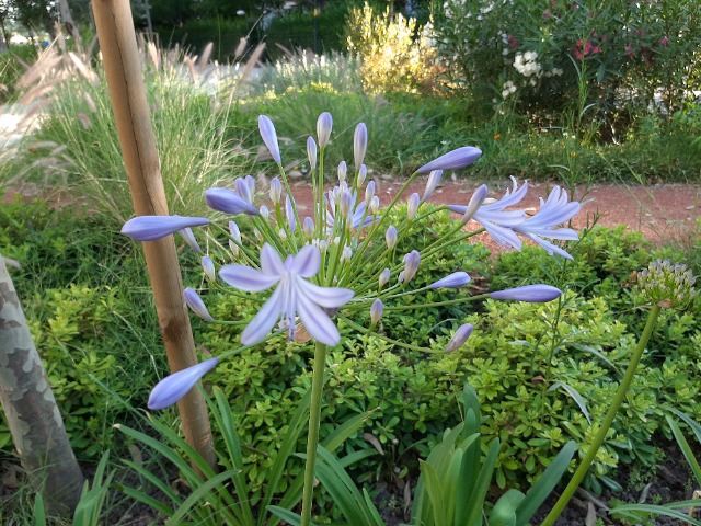 Agapanthus africanus