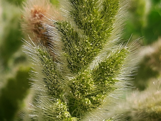 Polypogon monspeliensis