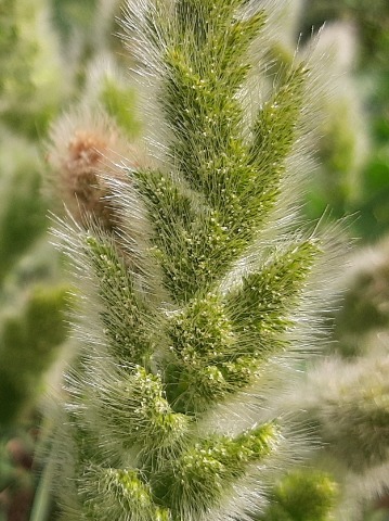 Polypogon monspeliensis