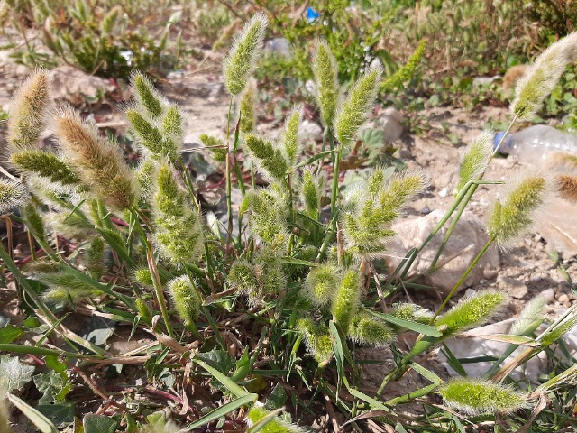 Polypogon monspeliensis