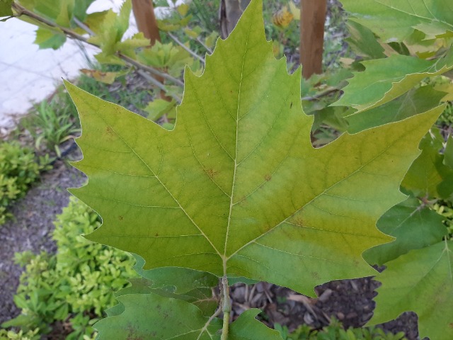 Platanus occidentalis