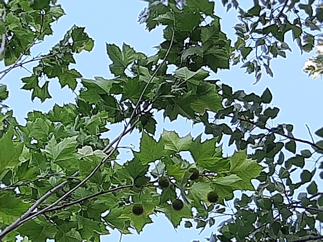 Platanus occidentalis