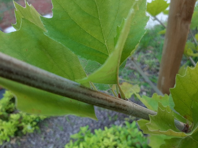 Platanus occidentalis