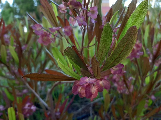 Dodonaea viscosa