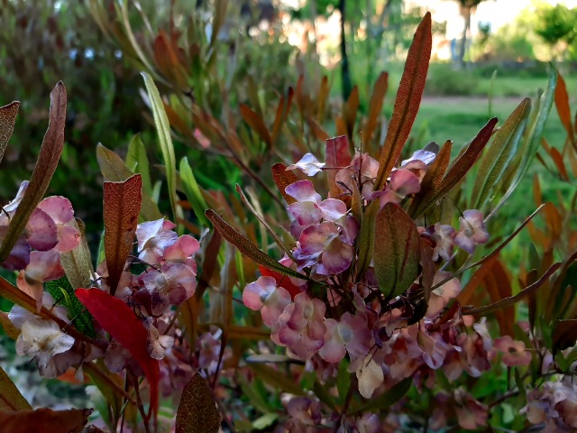 Dodonaea viscosa