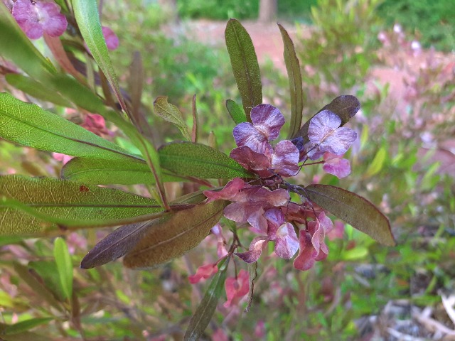 Dodonaea viscosa