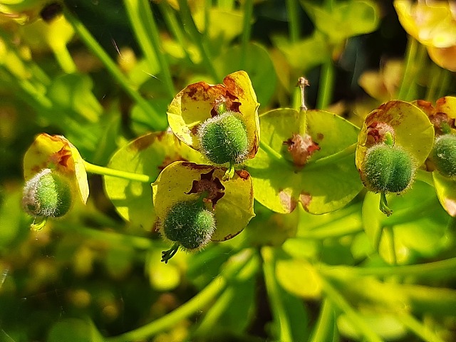 Euphorbia characias