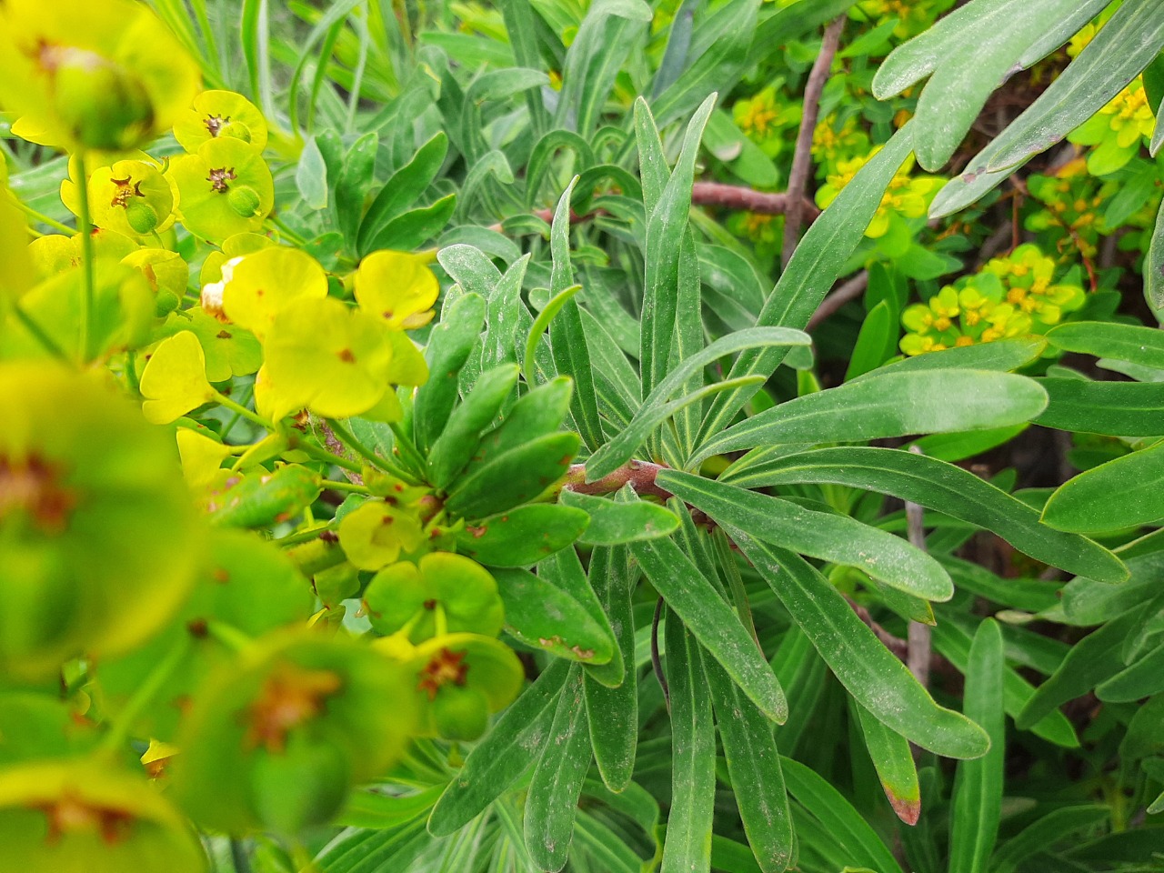 Euphorbia characias