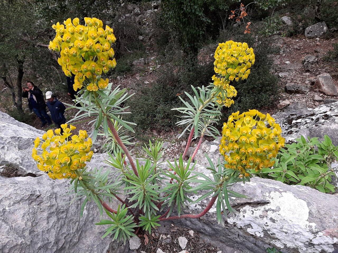 Euphorbia characias