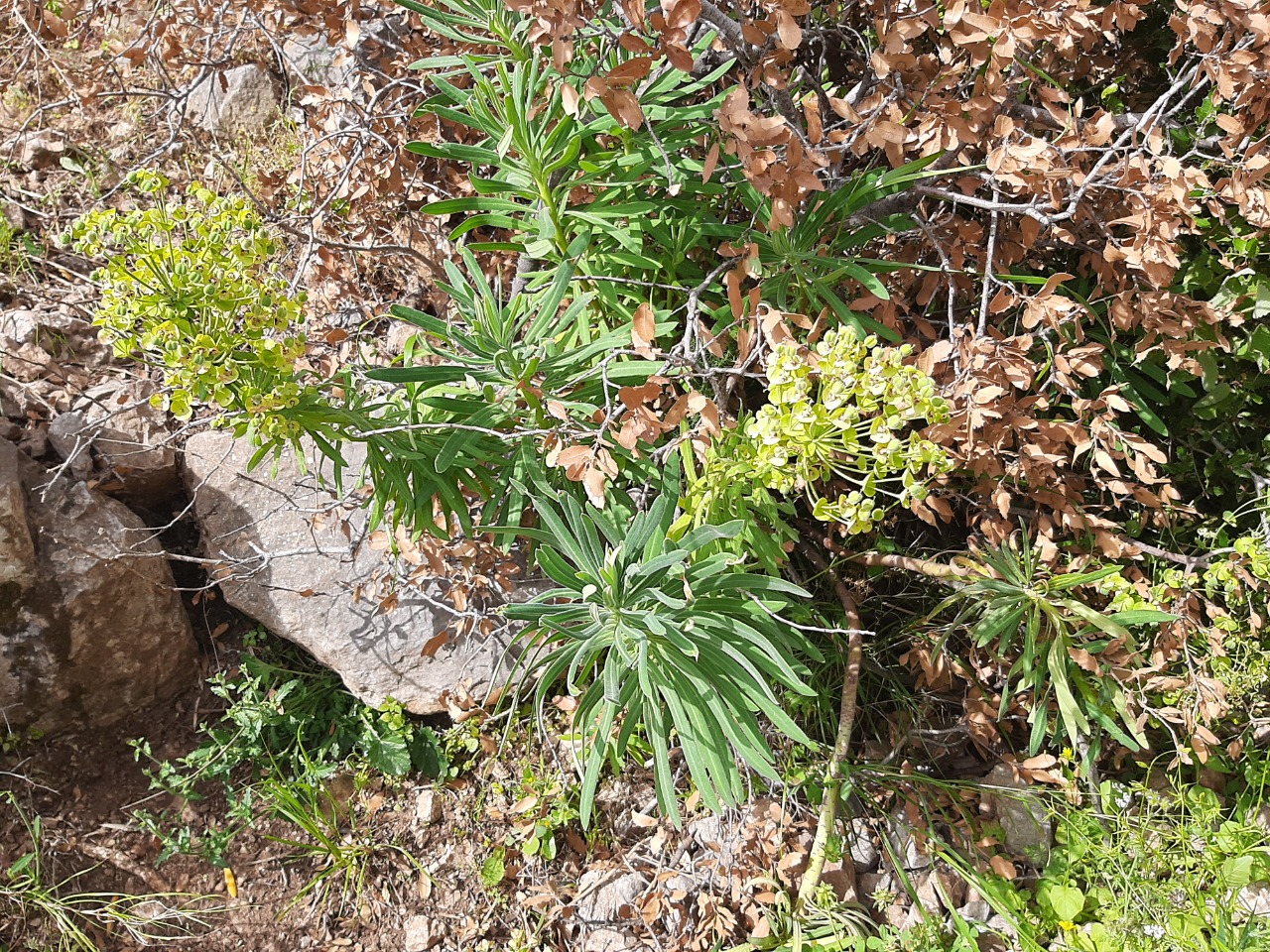 Euphorbia characias