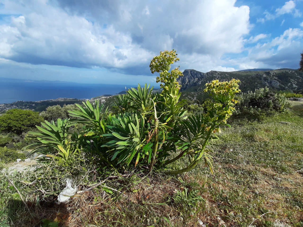 Euphorbia characias