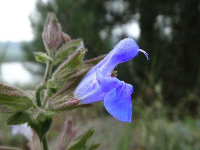 Salvia tomentosa