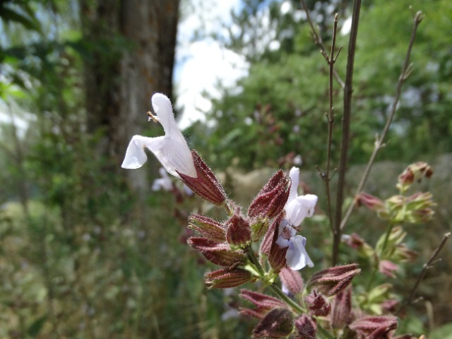 Salvia tomentosa