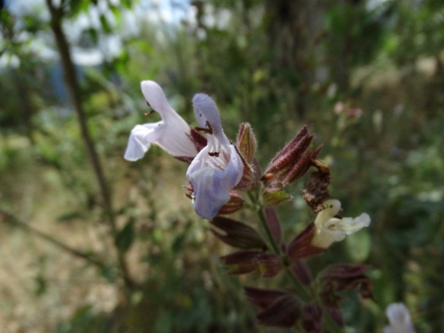 Salvia tomentosa