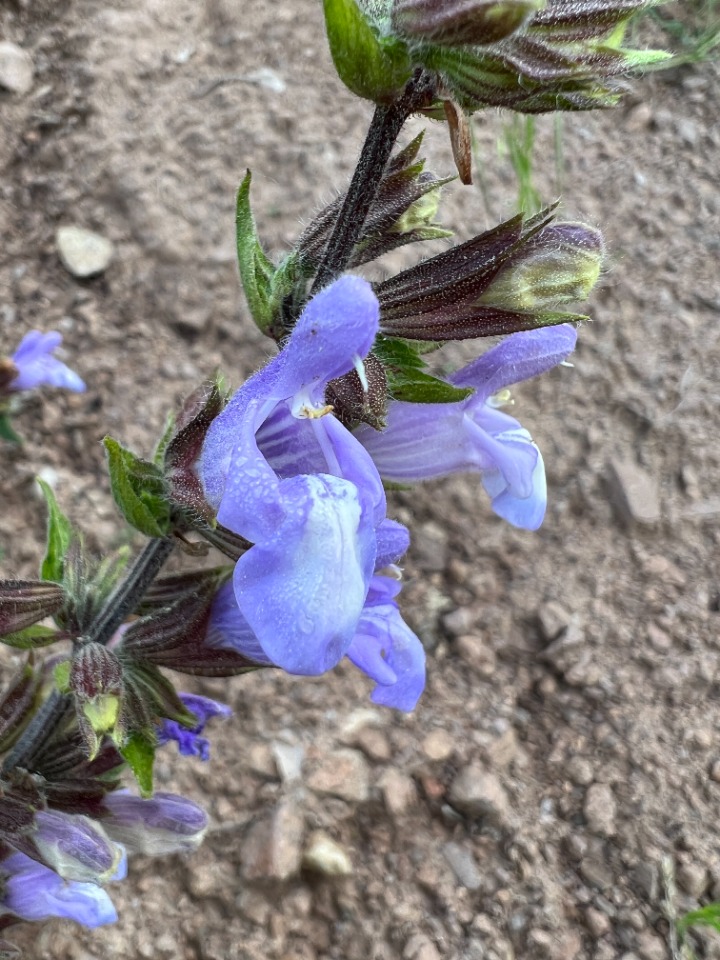 Salvia tomentosa