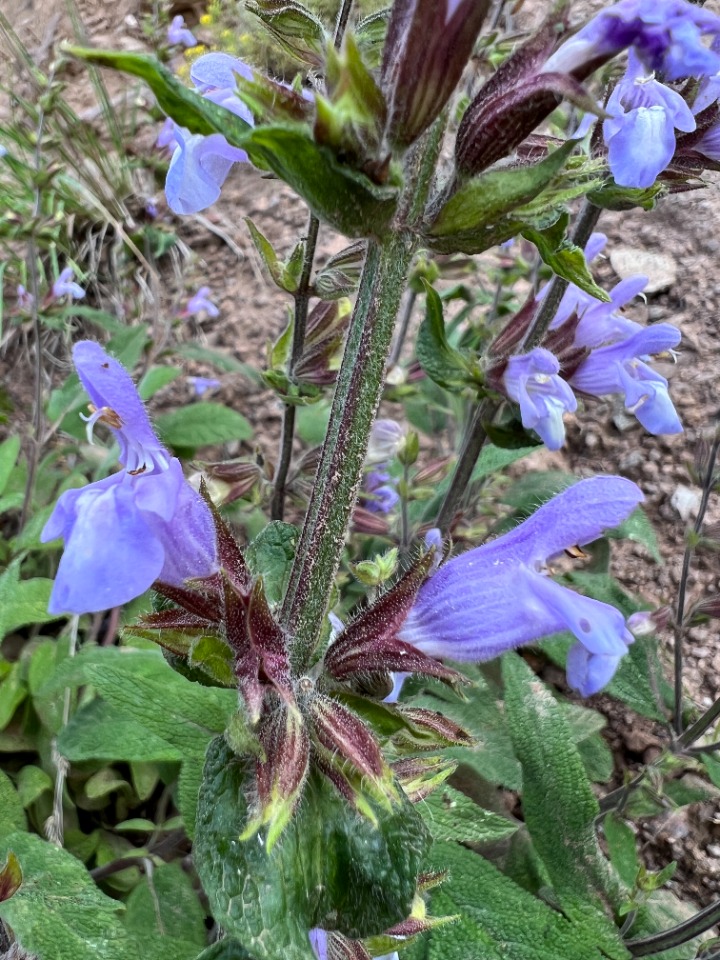 Salvia tomentosa