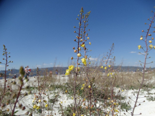 Verbascum pyroliforme