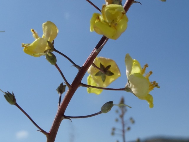 Verbascum pyroliforme