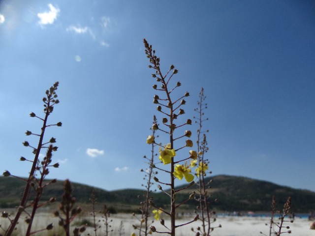 Verbascum pyroliforme