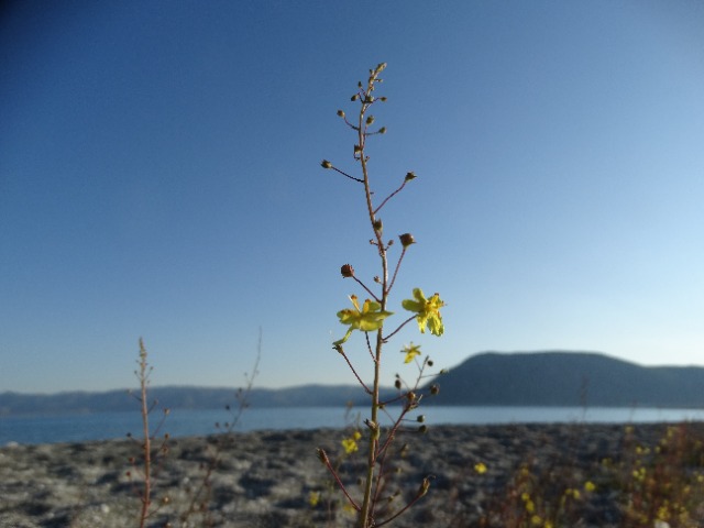 Verbascum pyroliforme