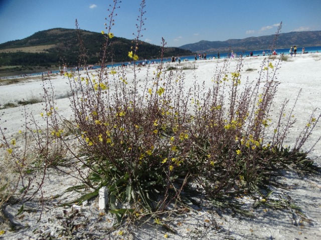 Verbascum pyroliforme