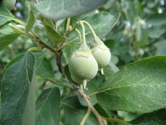 Styrax officinalis