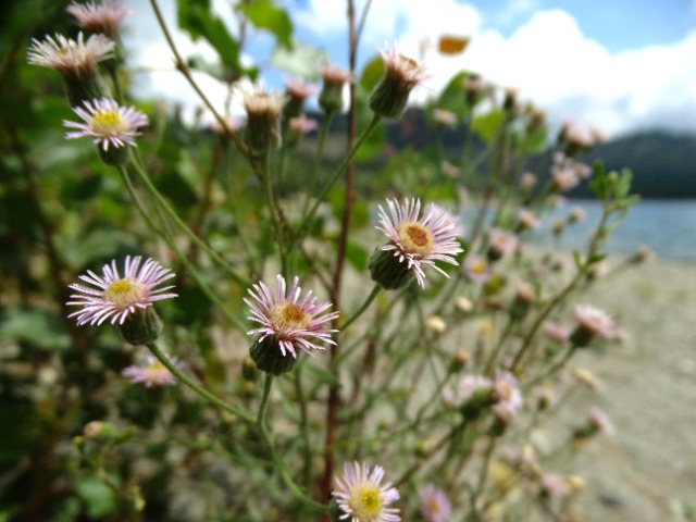 Erigeron acris