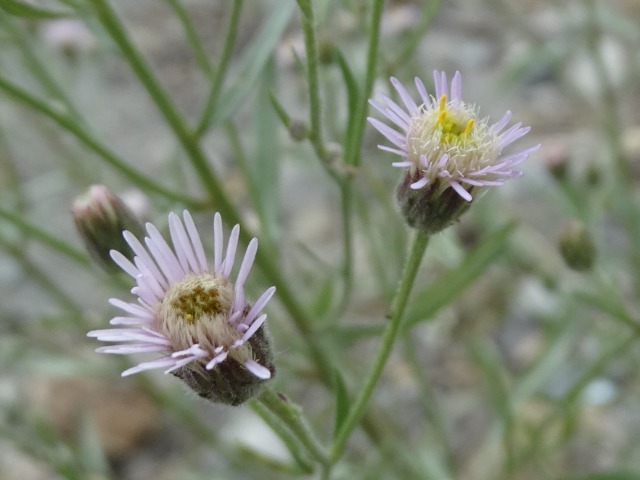 Erigeron acris