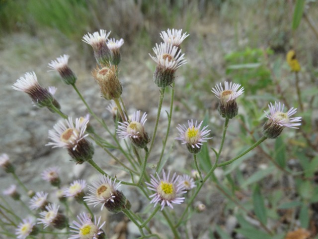 Erigeron acris