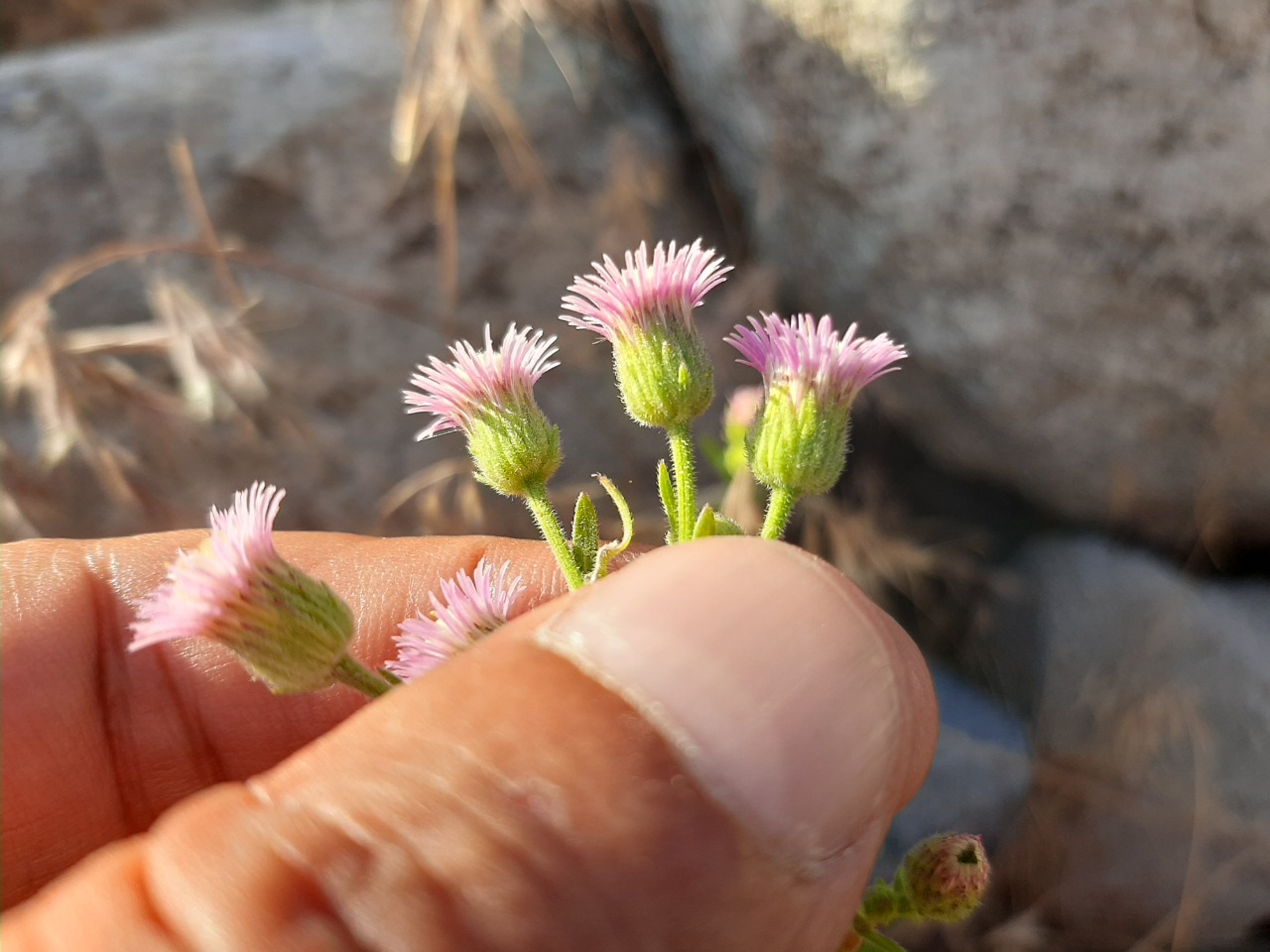 Erigeron acris