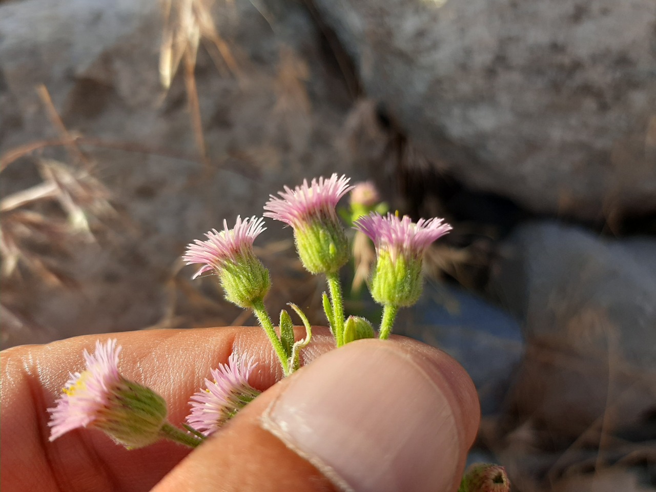 Erigeron acris
