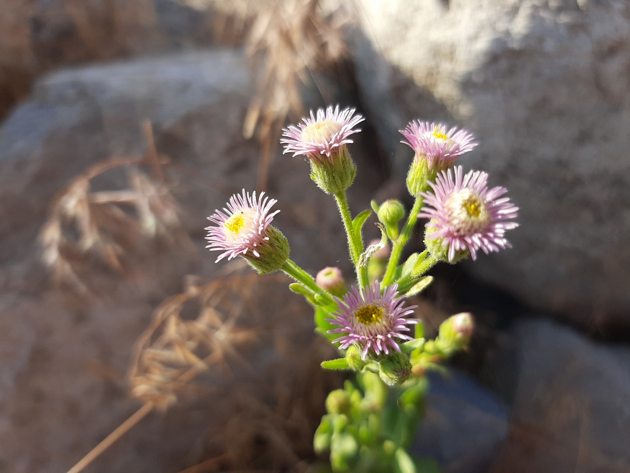Erigeron acris