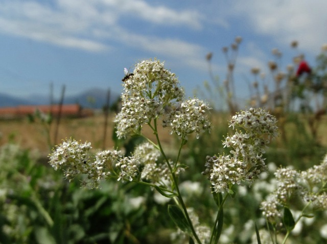 Lepidium latifolium