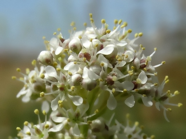 Lepidium latifolium