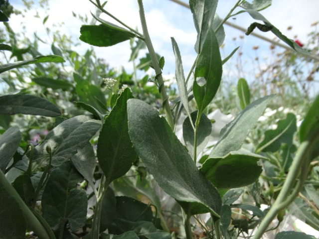 Lepidium latifolium