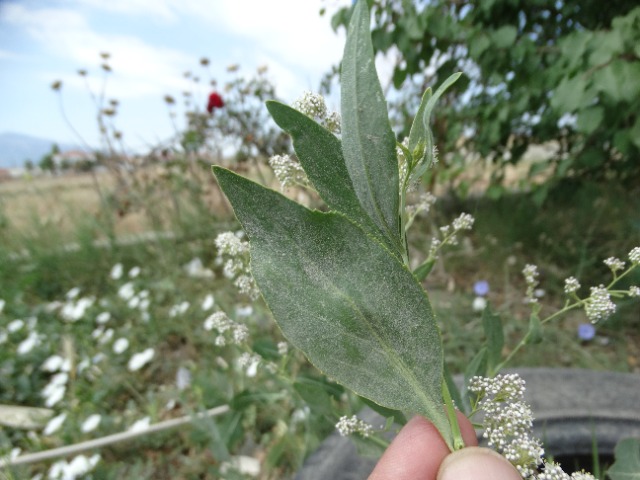 Lepidium latifolium