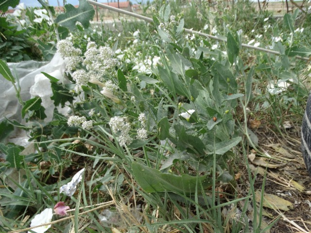 Lepidium latifolium