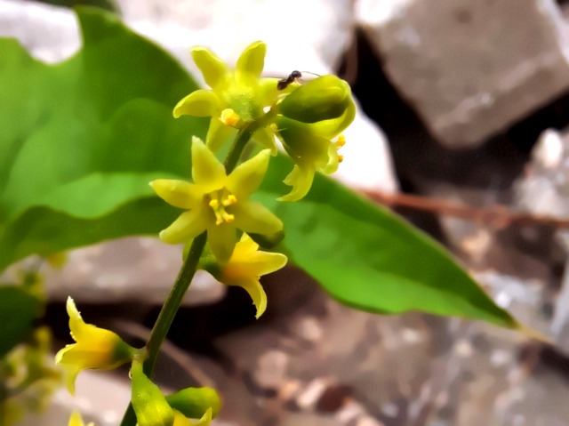 Dioscorea communis