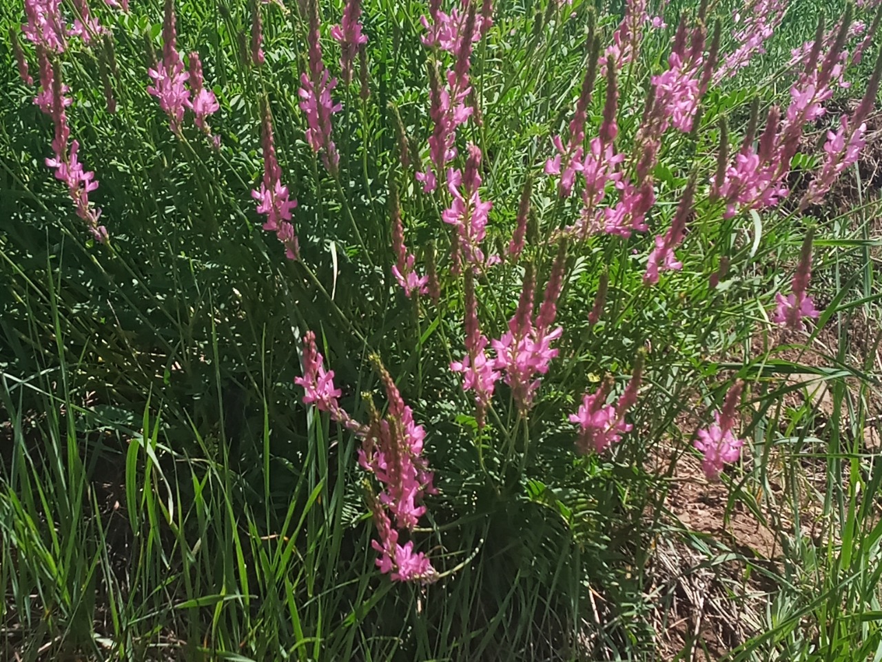 Onobrychis viciifolia