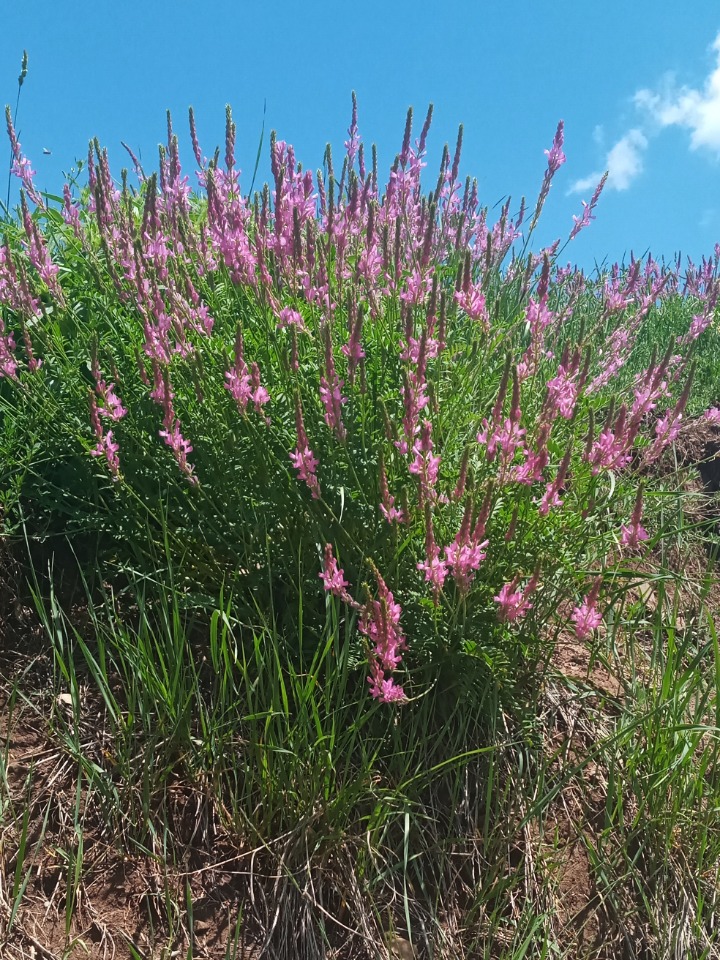 Onobrychis viciifolia