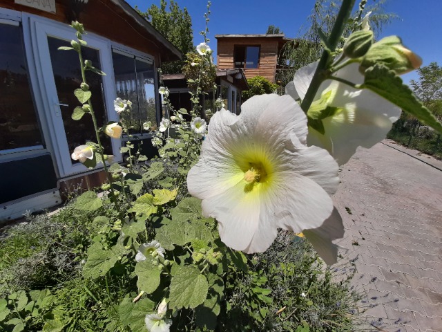 Alcea sp.