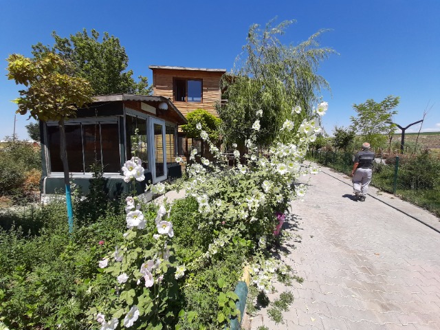 Alcea sp.