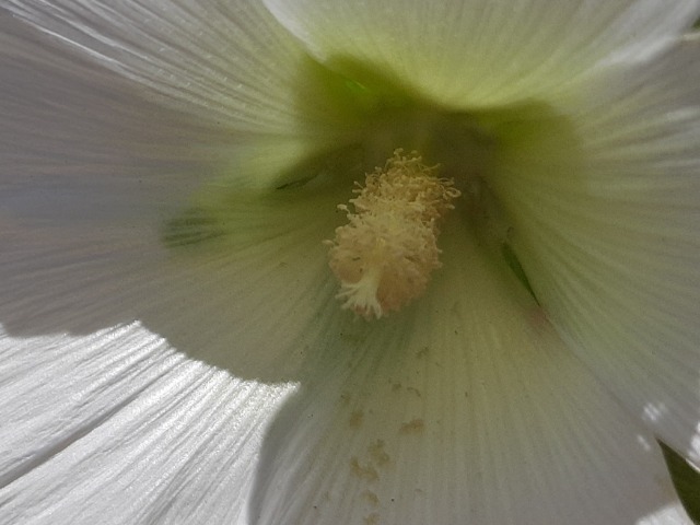 Alcea sp.