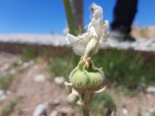 Alcea sp.