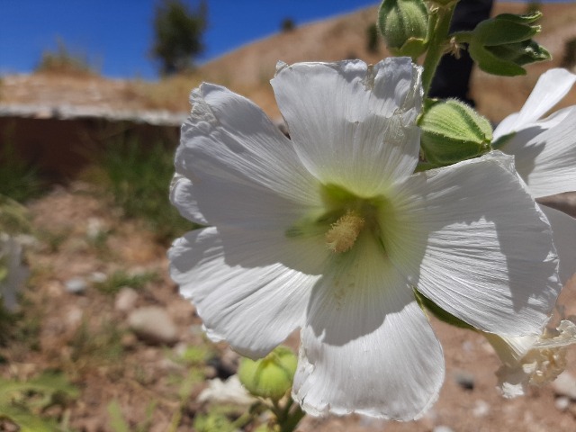 Alcea sp.