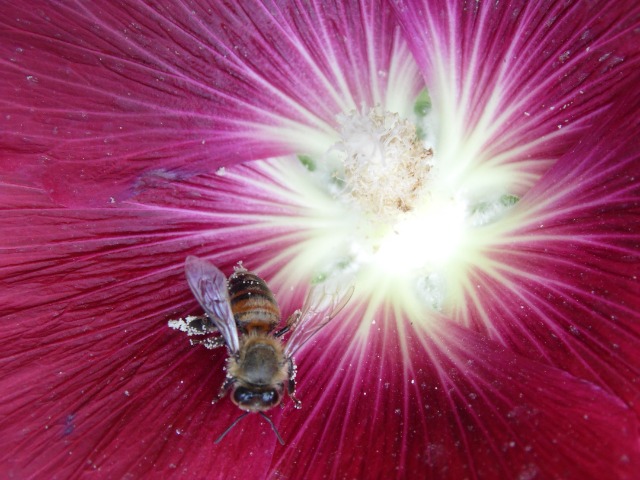 Alcea sp.