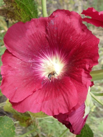 Alcea sp.