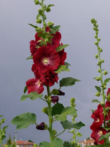 Alcea sp.