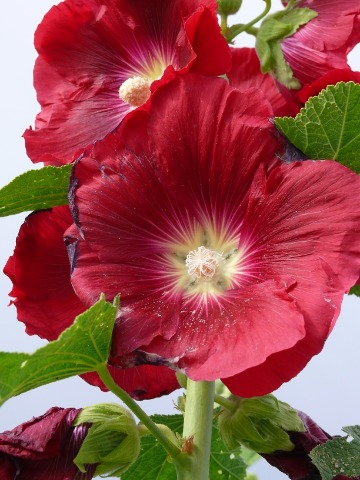 Alcea sp.